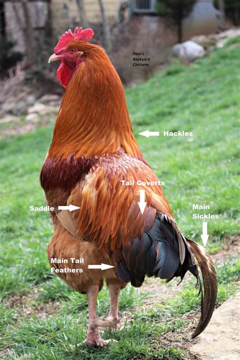 do chickens have tails|chicken with long head feathers.